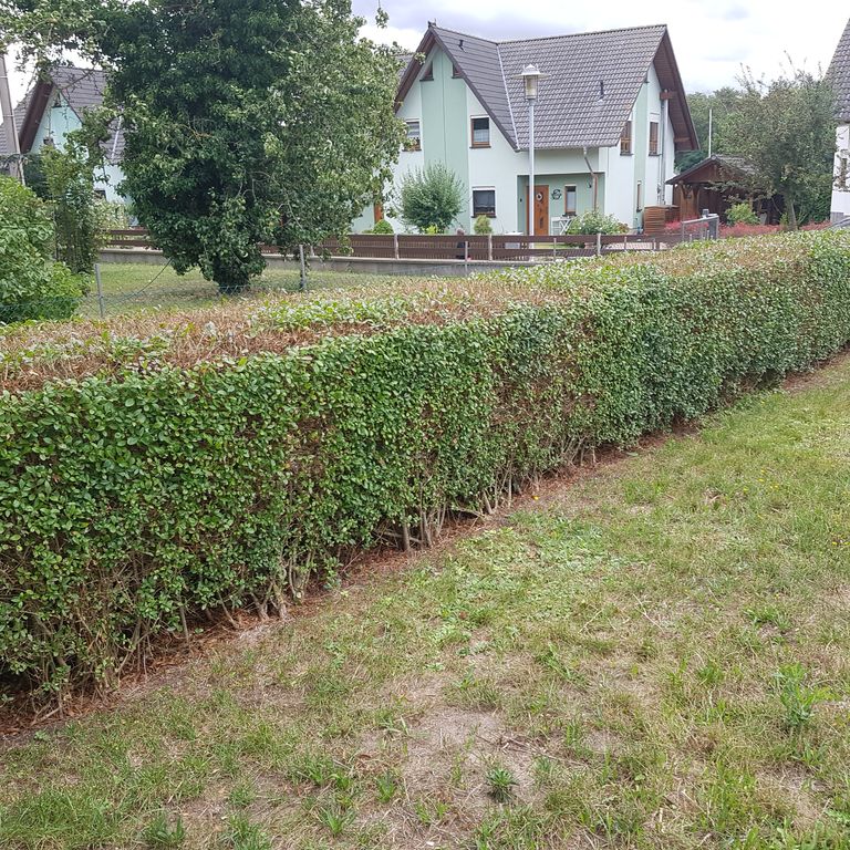 Gartenpflege: 380 m2; Bäume zurückschneiden, Heckenschnitt, Rasen m...