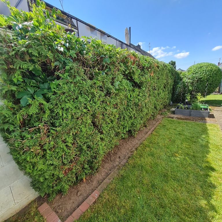 Gartenpflege: Heckenschnitt